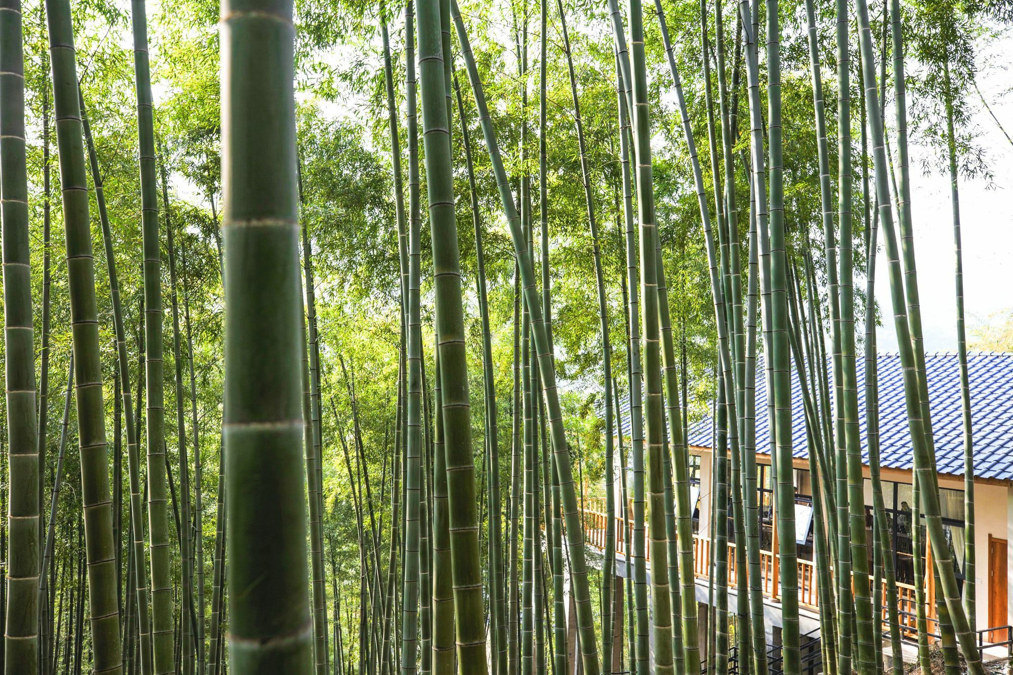 莫干山 隠花塢 リゾート Moganshan エクステリア 写真